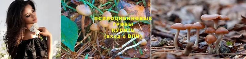 Галлюциногенные грибы Psilocybine cubensis  Владивосток 